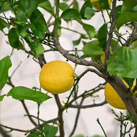 Mba 2 Διαμέρισμα